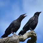 carrion crow